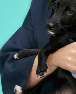 Whistles collaboration