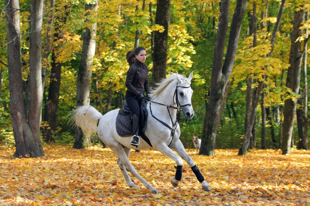 Equestrian Fashion (showcased by model riding through the woods)