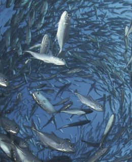 What's in our oceans? Image shows shoals of fish