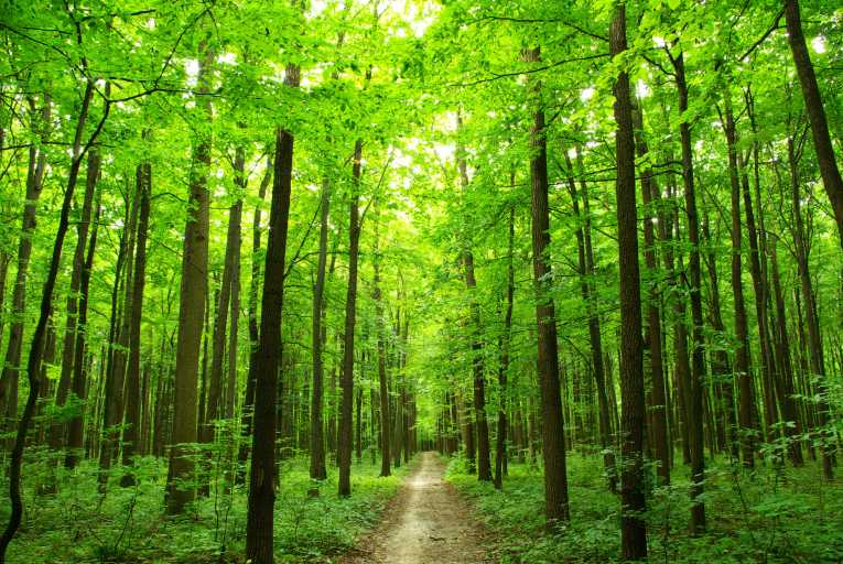Happiness: spend time in a beautiful forest like this one to feel happier