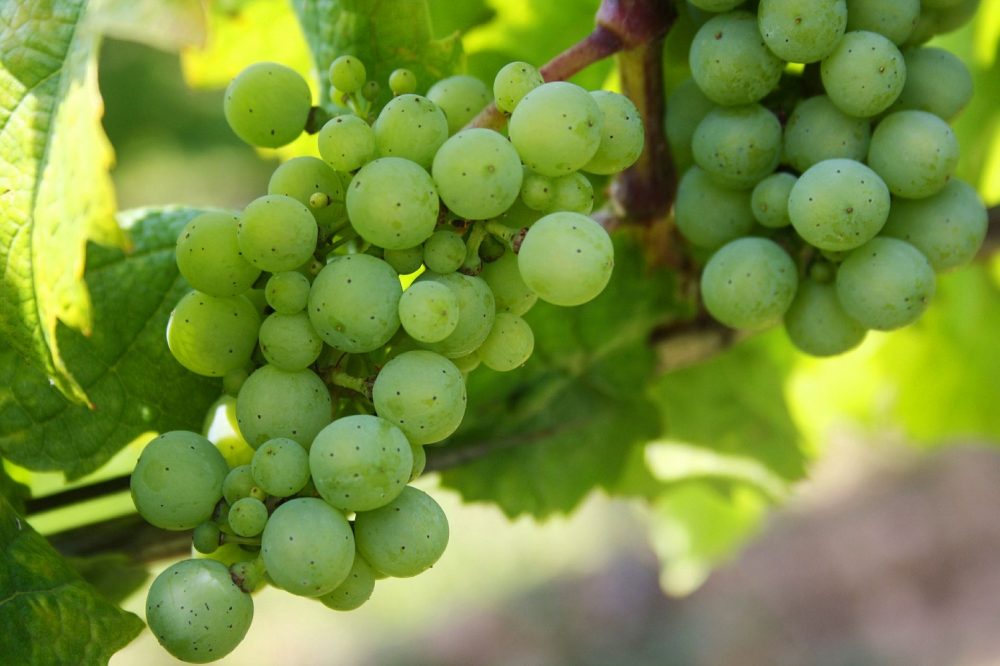 wine scenery