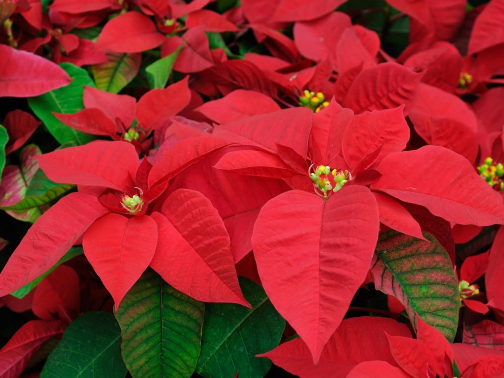 flowers, poinsettia