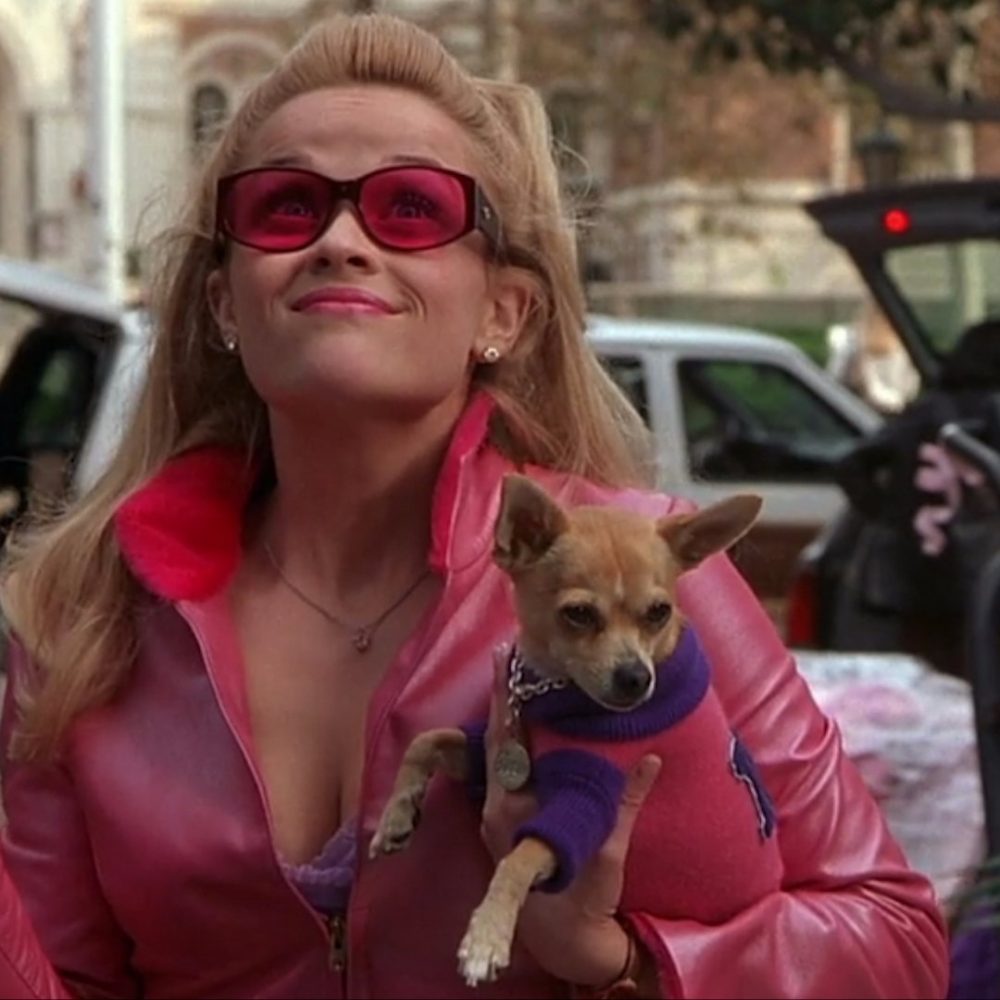 Legally Blonde, pet pooch