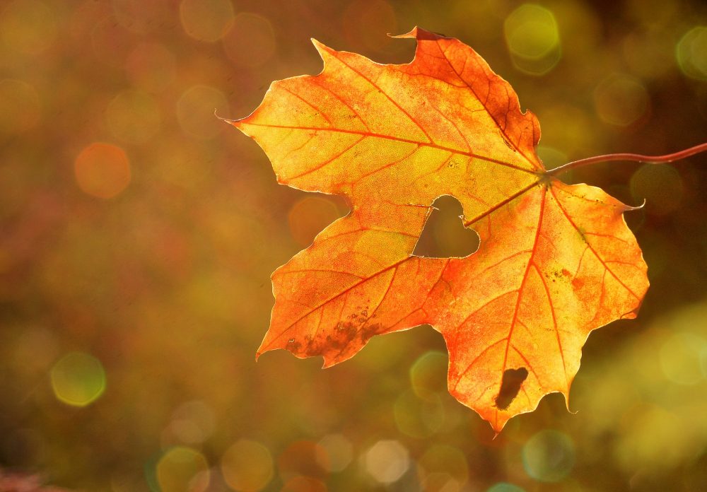 ideas for autumn
