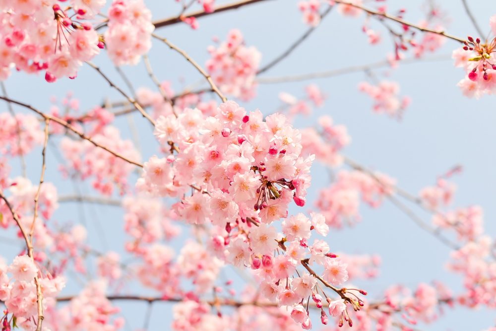 spring inspiration