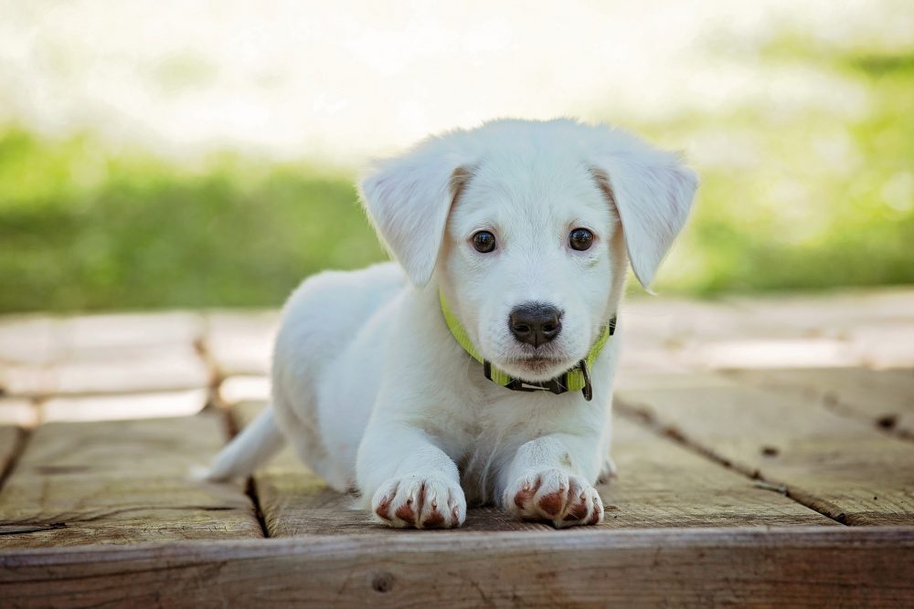 dog friendly staycations