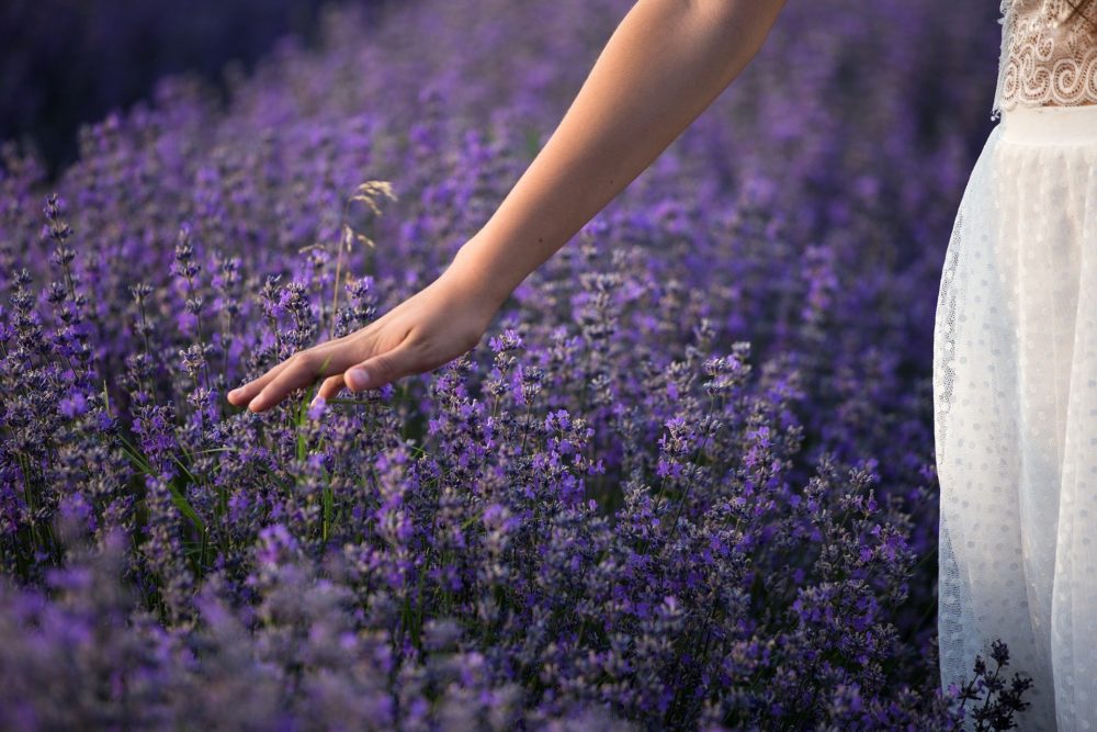 herbs