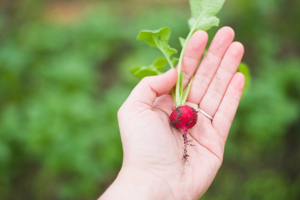 the good life, vegetable garden