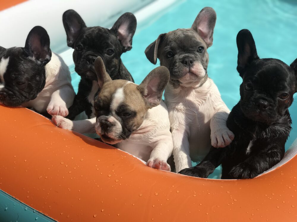 French bulldog in paddling pool