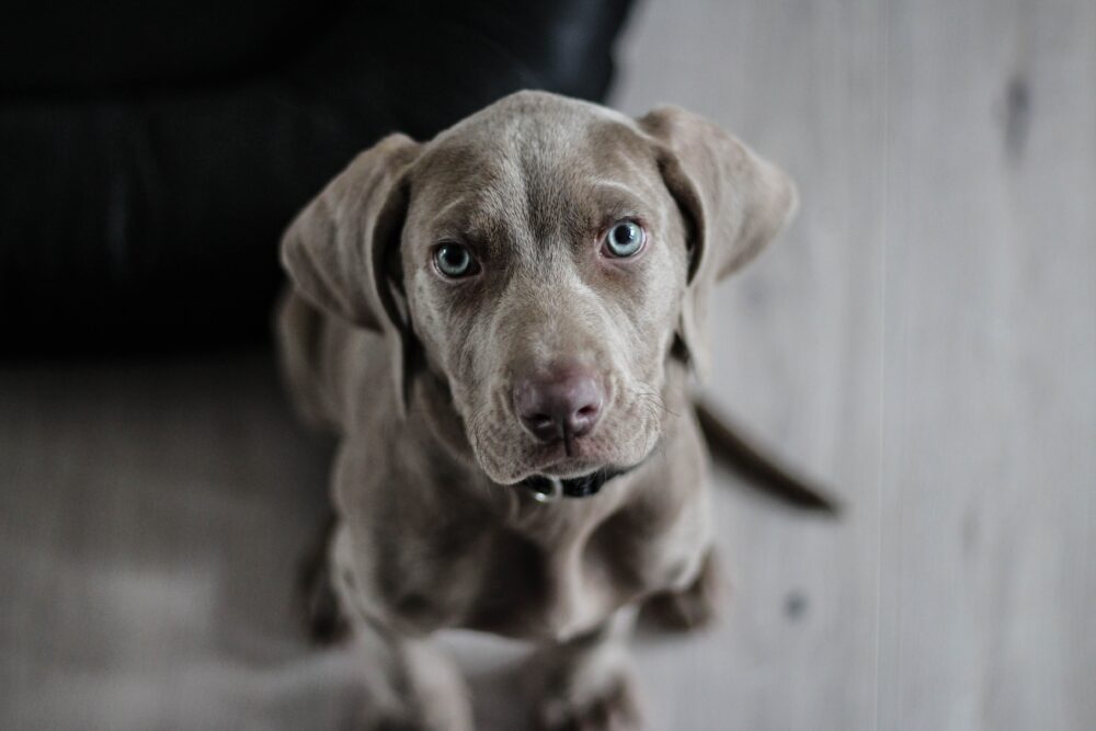 pet photo