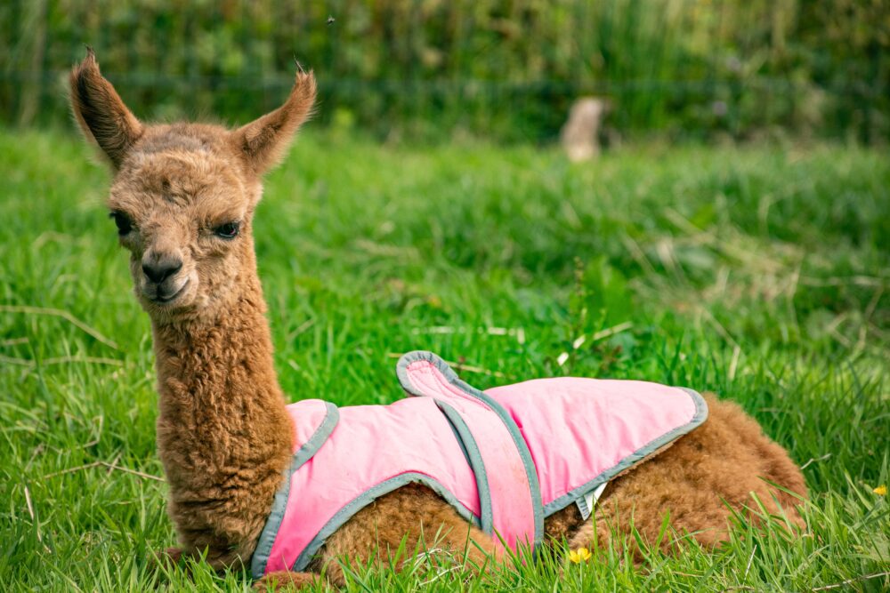 baby alpaca
