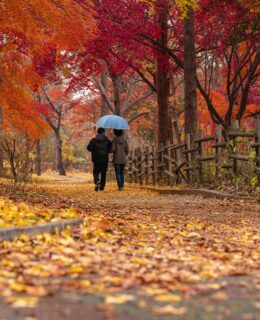 couple in the park