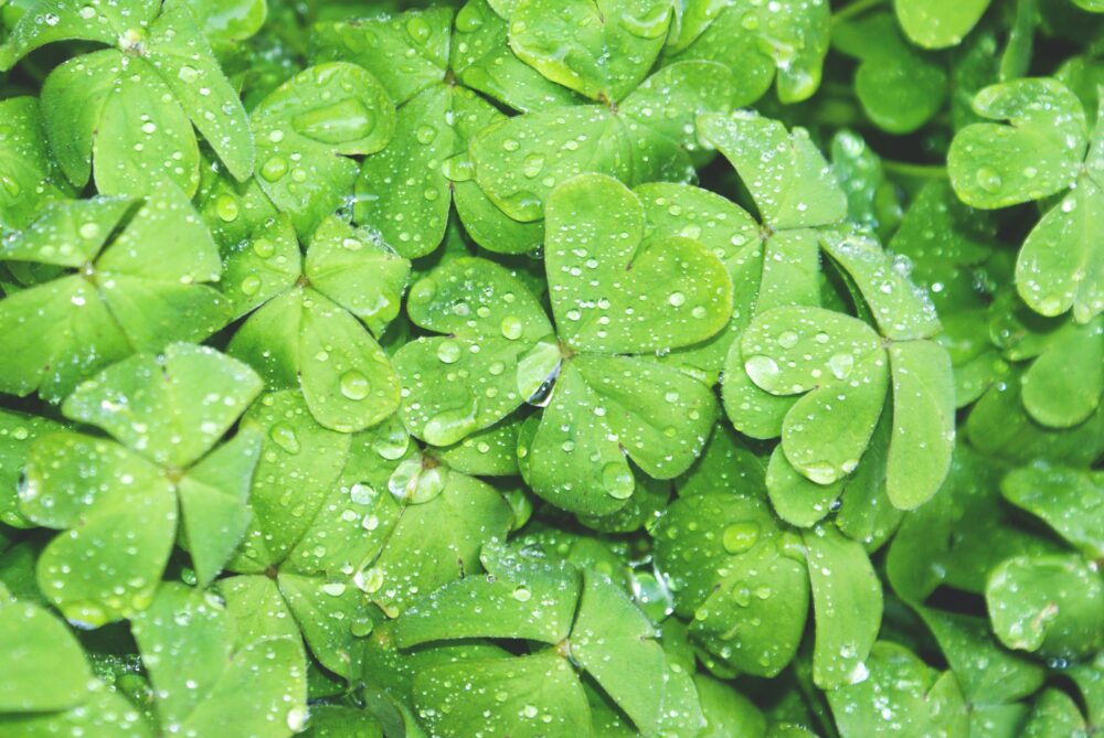St Patrick's Day