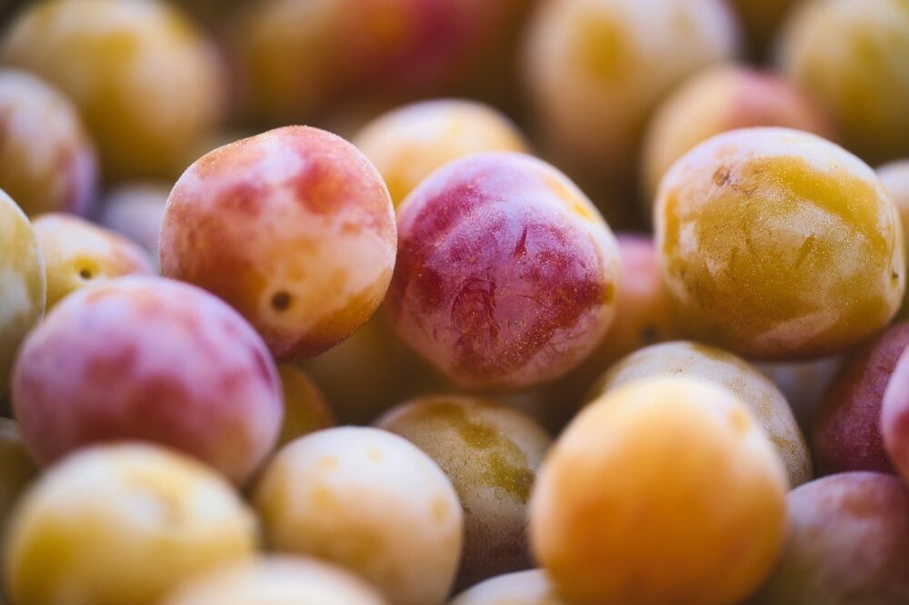 mirabelle plum